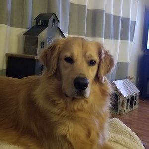 Meet your Posher, Thomasina